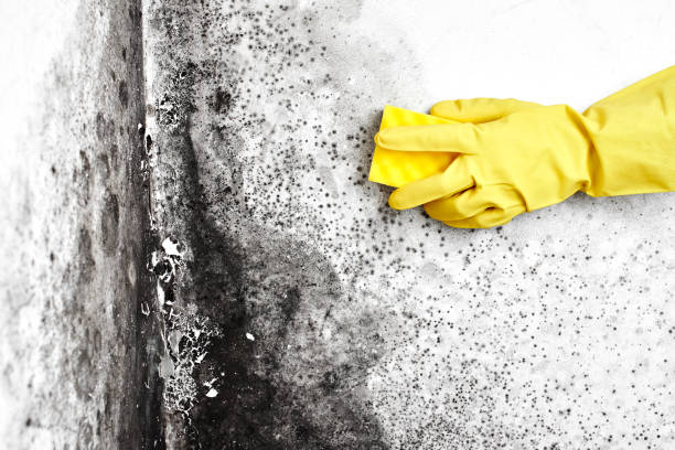 Best DIY Mold Remediation Support Services in Kimberly, AL