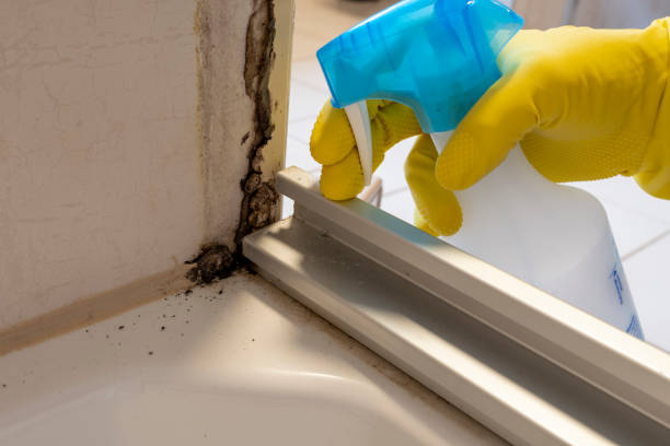 Best HVAC Mold Remediation in Kimberly, AL